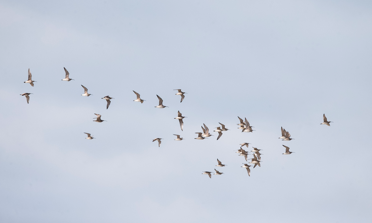 Hudsonian Whimbrel - Brandon Holden