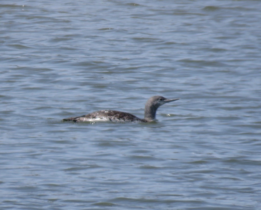Red-throated Loon - ML160252711