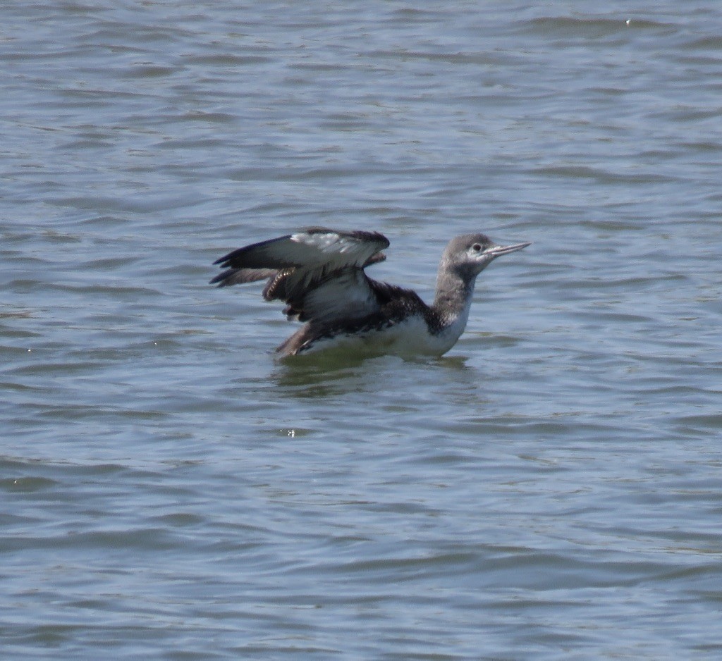 Red-throated Loon - ML160252721