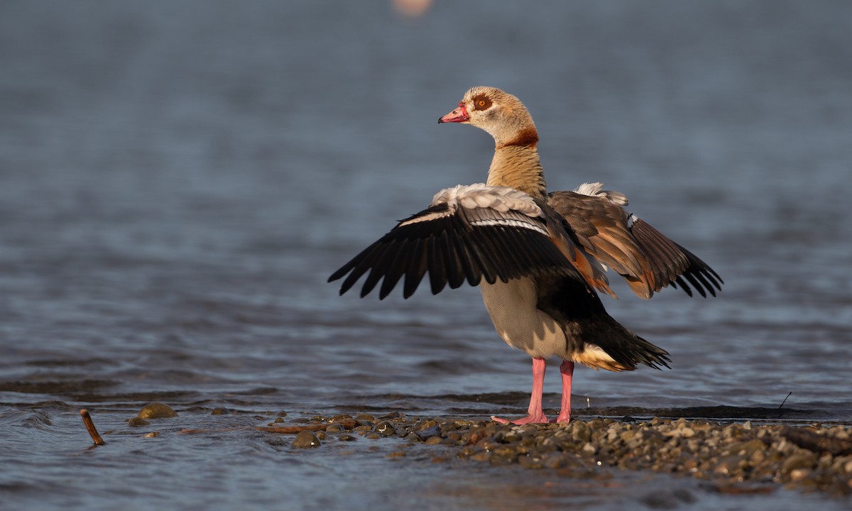 Egyptian Goose - Chris Wood