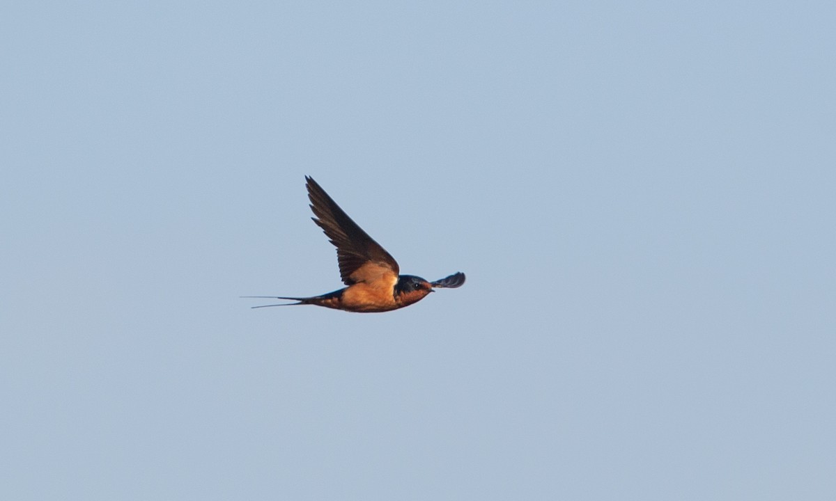 Barn Swallow (American) - ML160252901