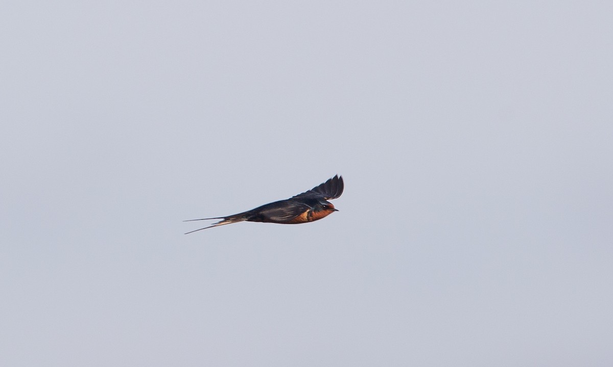 Barn Swallow (American) - ML160252911