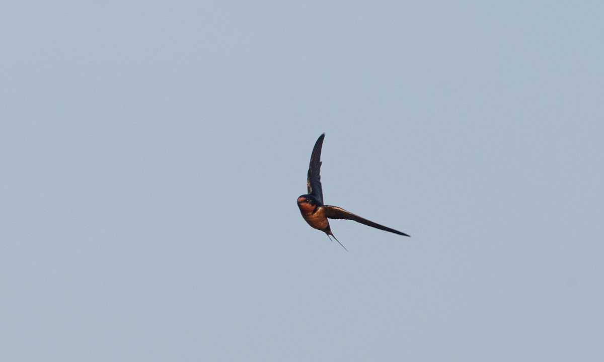 Barn Swallow (American) - ML160252921