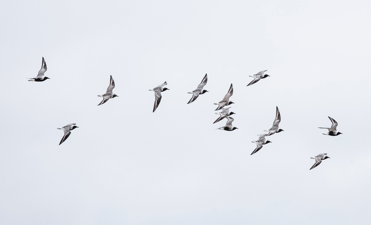 Black-bellied Plover - Brandon Holden