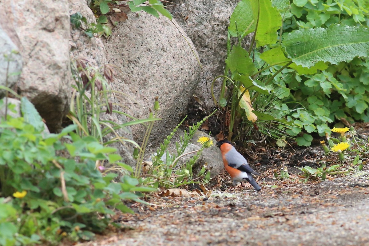 Eurasian Bullfinch - Peter Hosner