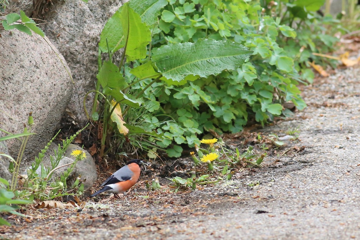 Eurasian Bullfinch - ML160253781