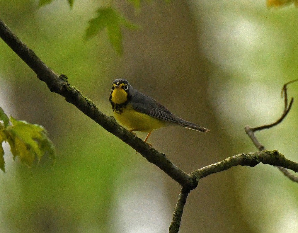 Canada Warbler - ML160254471