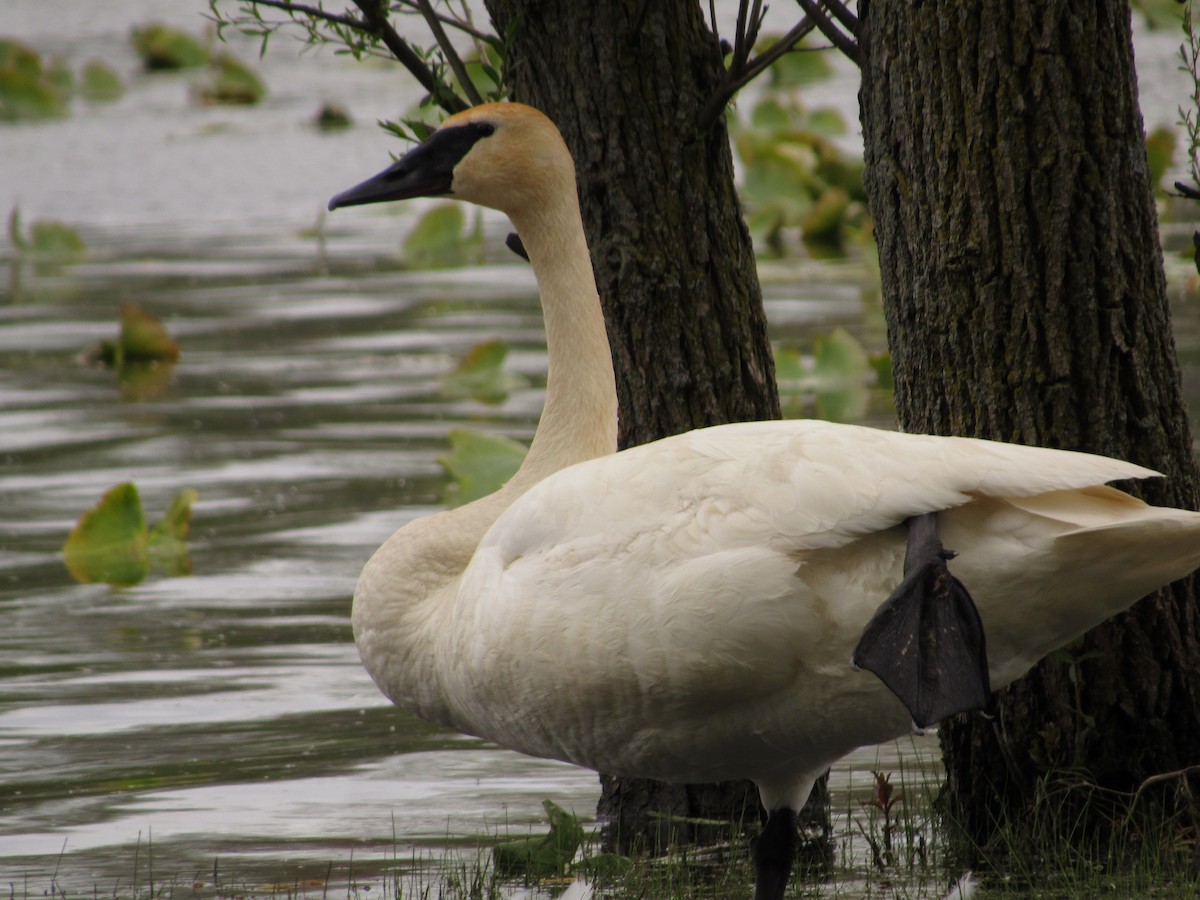 Trumpeter Swan - ML160254481