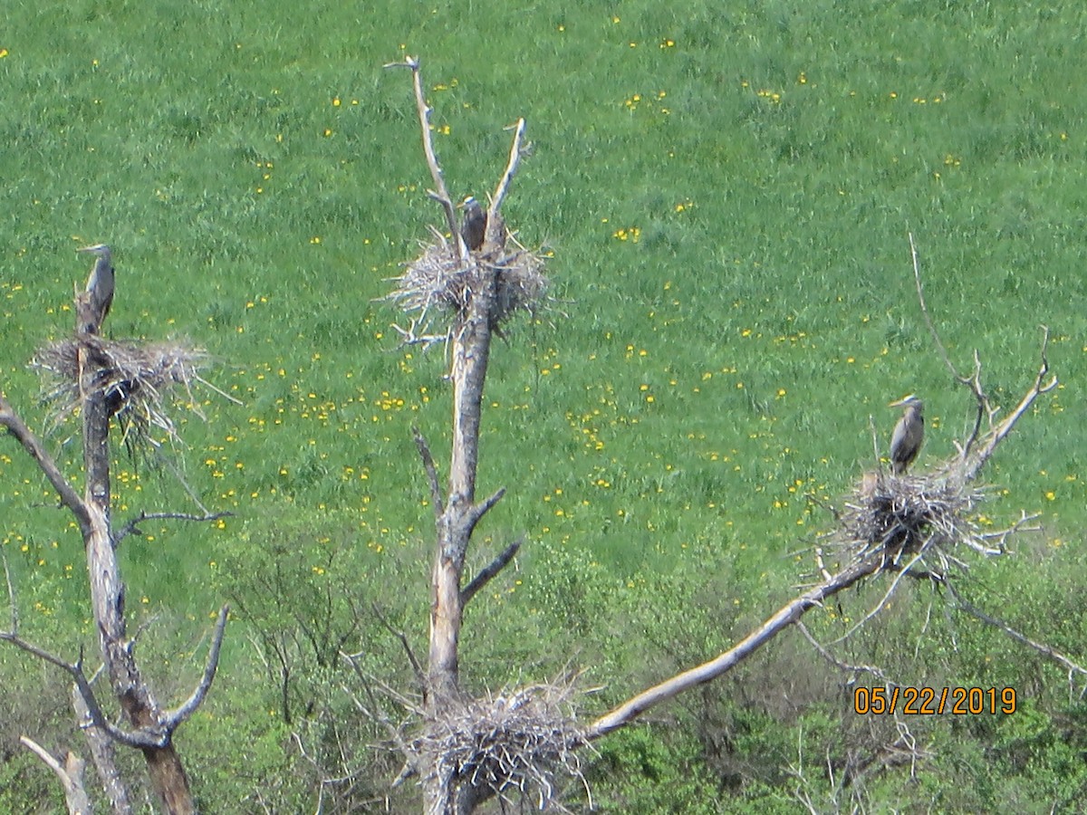 Great Blue Heron - ML160255171