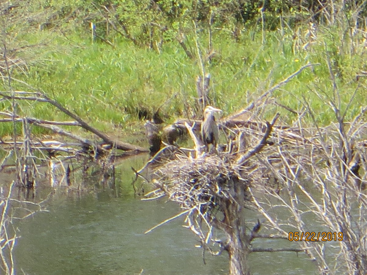 Great Blue Heron - ML160255271