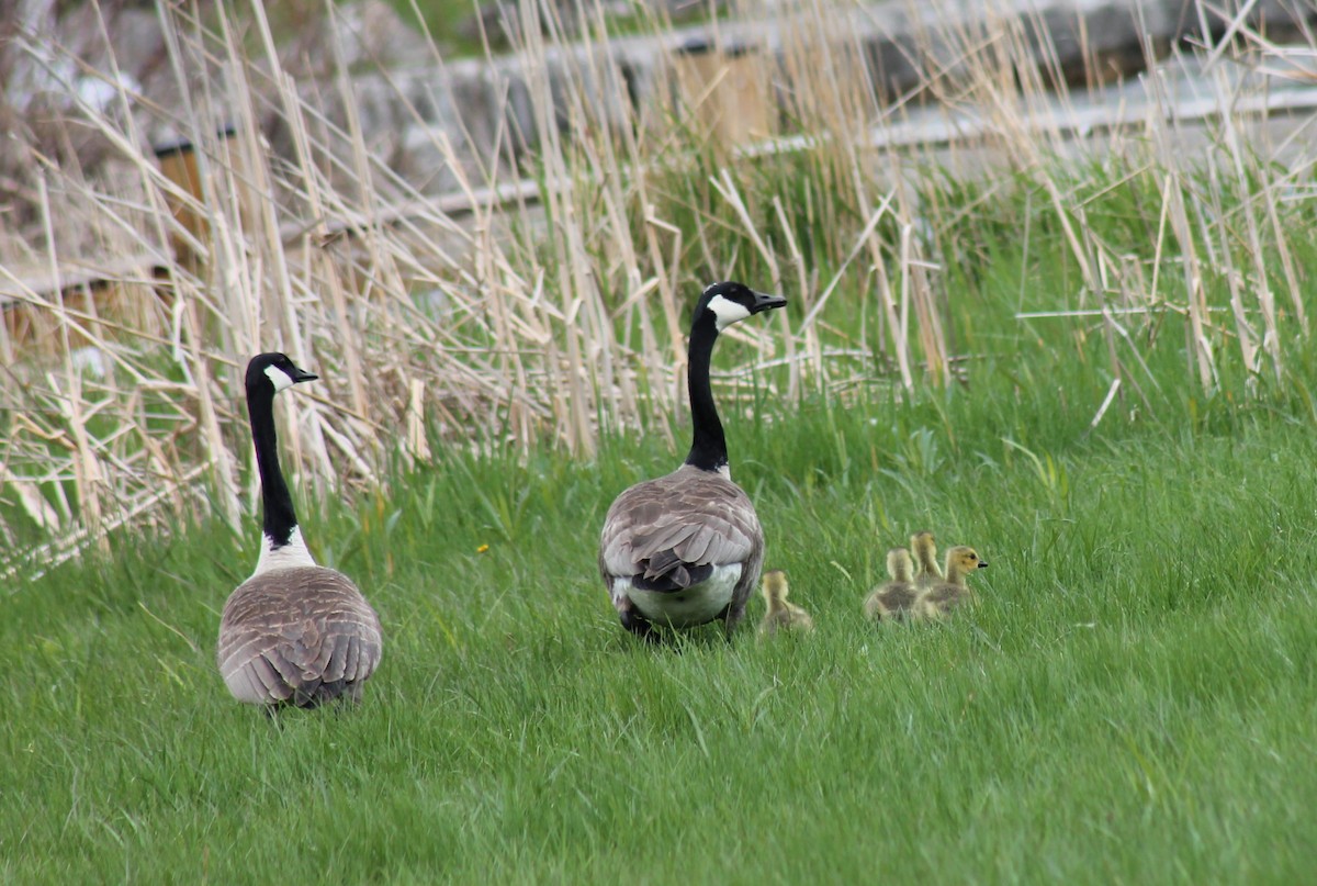 Canada Goose - Zane Shantz