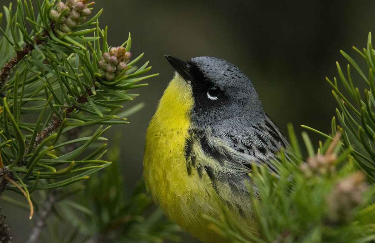 Kirtland's Warbler - ML160260411