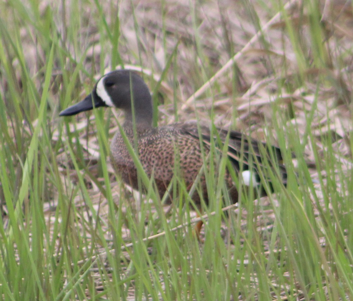 Blue-winged Teal - Christopher Zayachkowski