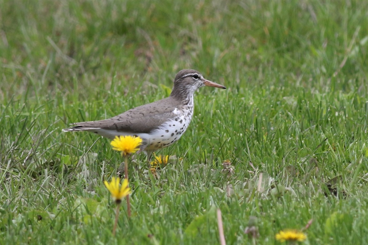 Spotted Sandpiper - Margaret Viens