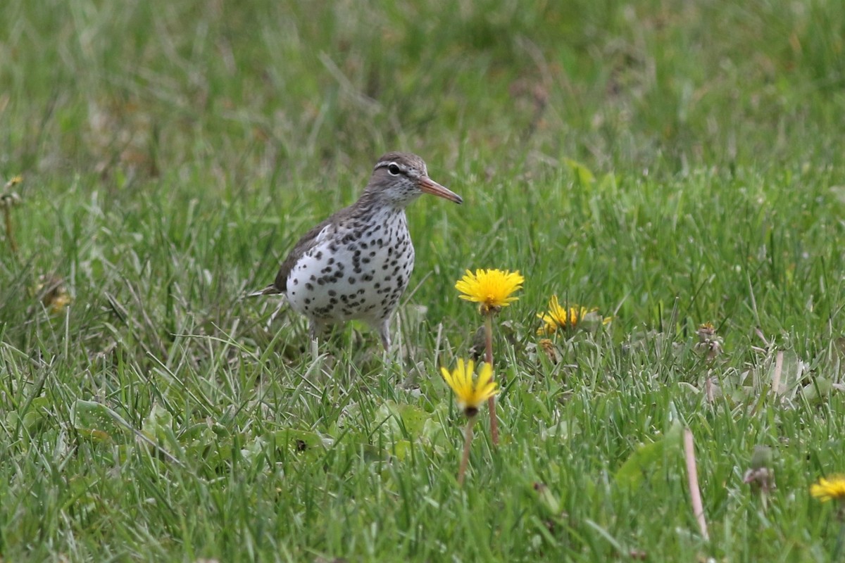 Spotted Sandpiper - ML160262601