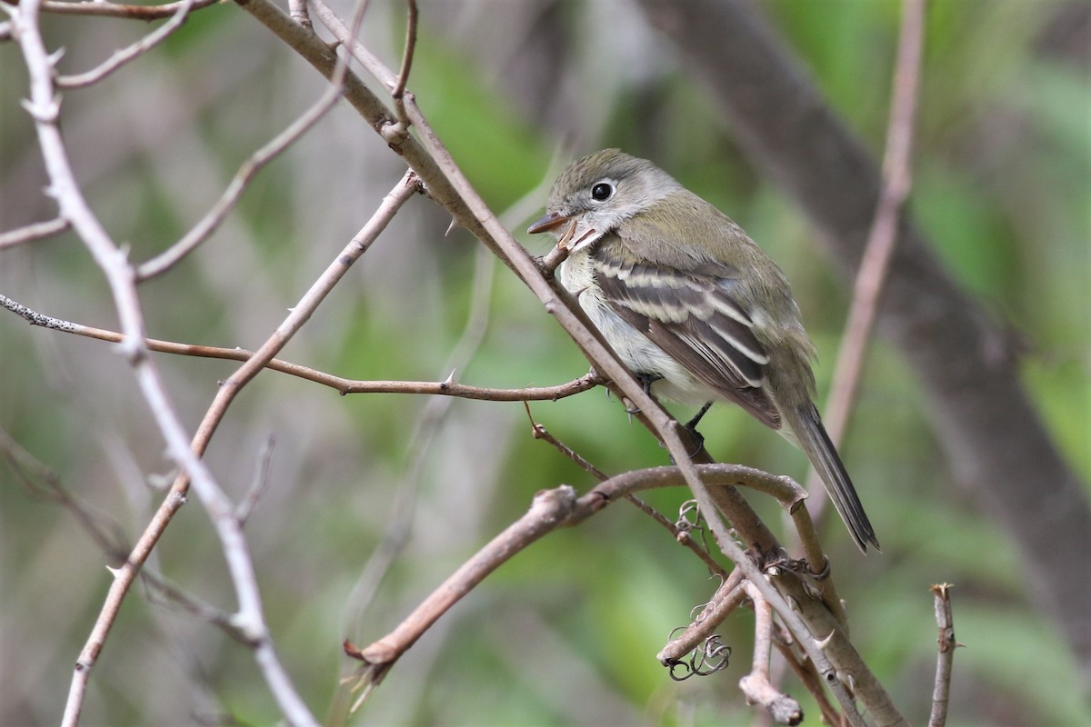 Least Flycatcher - ML160262791