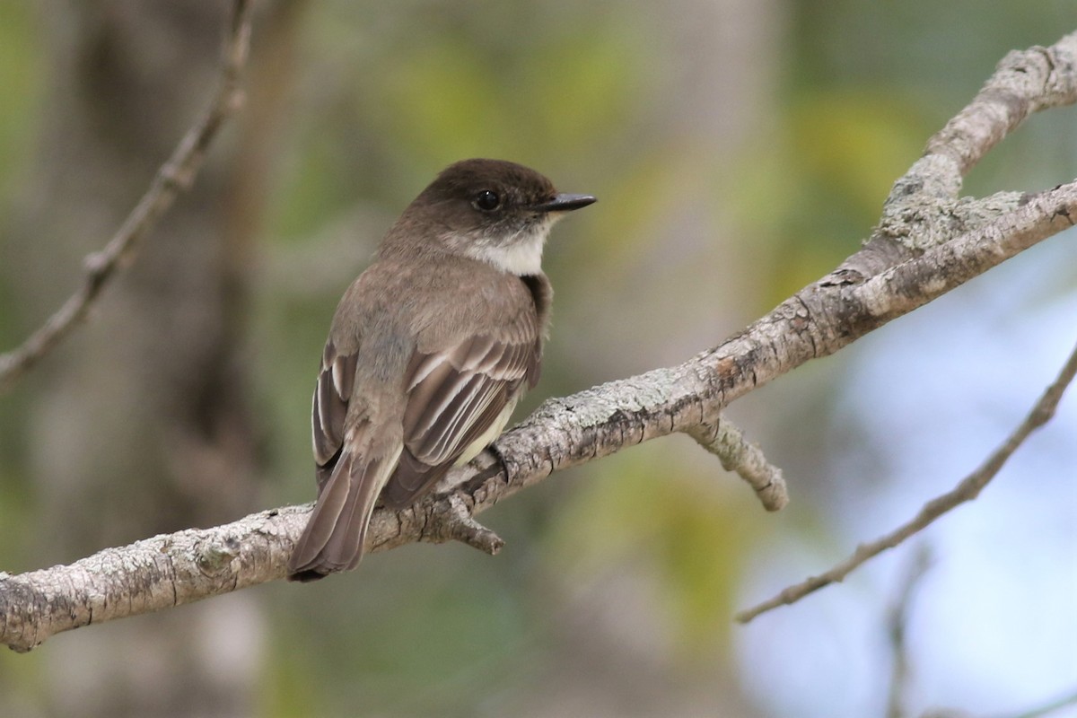 Eastern Phoebe - ML160263131