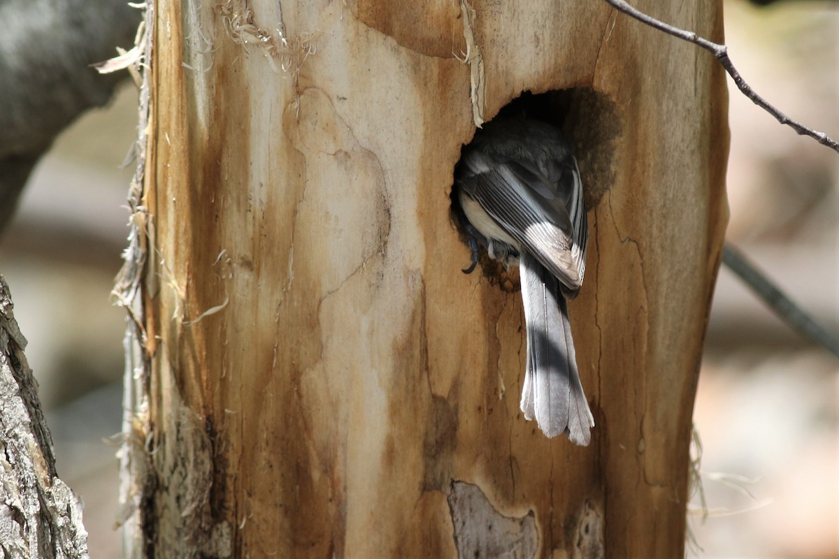 Black-capped Chickadee - ML160263331