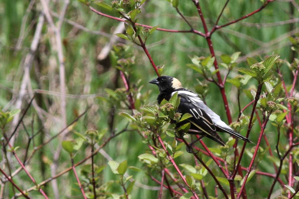 Bobolink - Margaret Viens