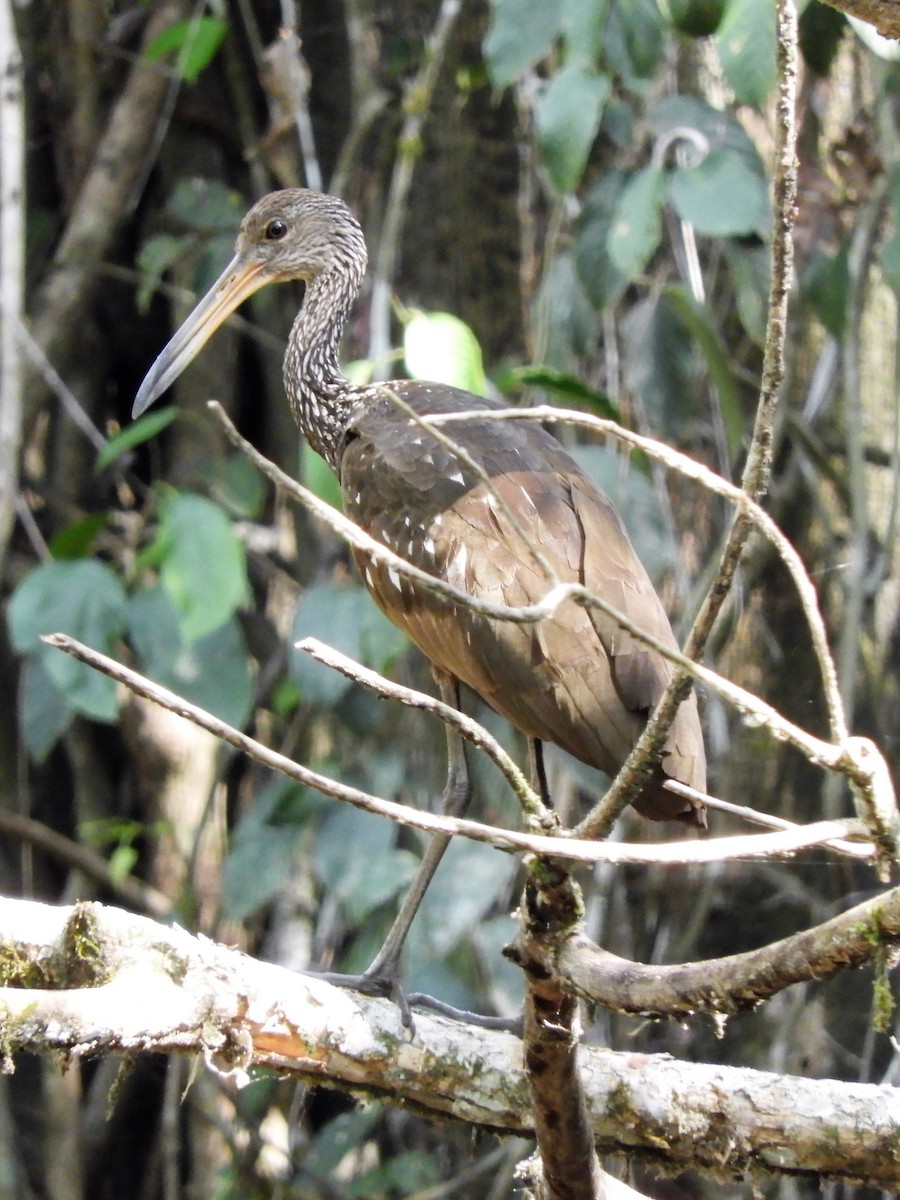 Limpkin - ML160264211