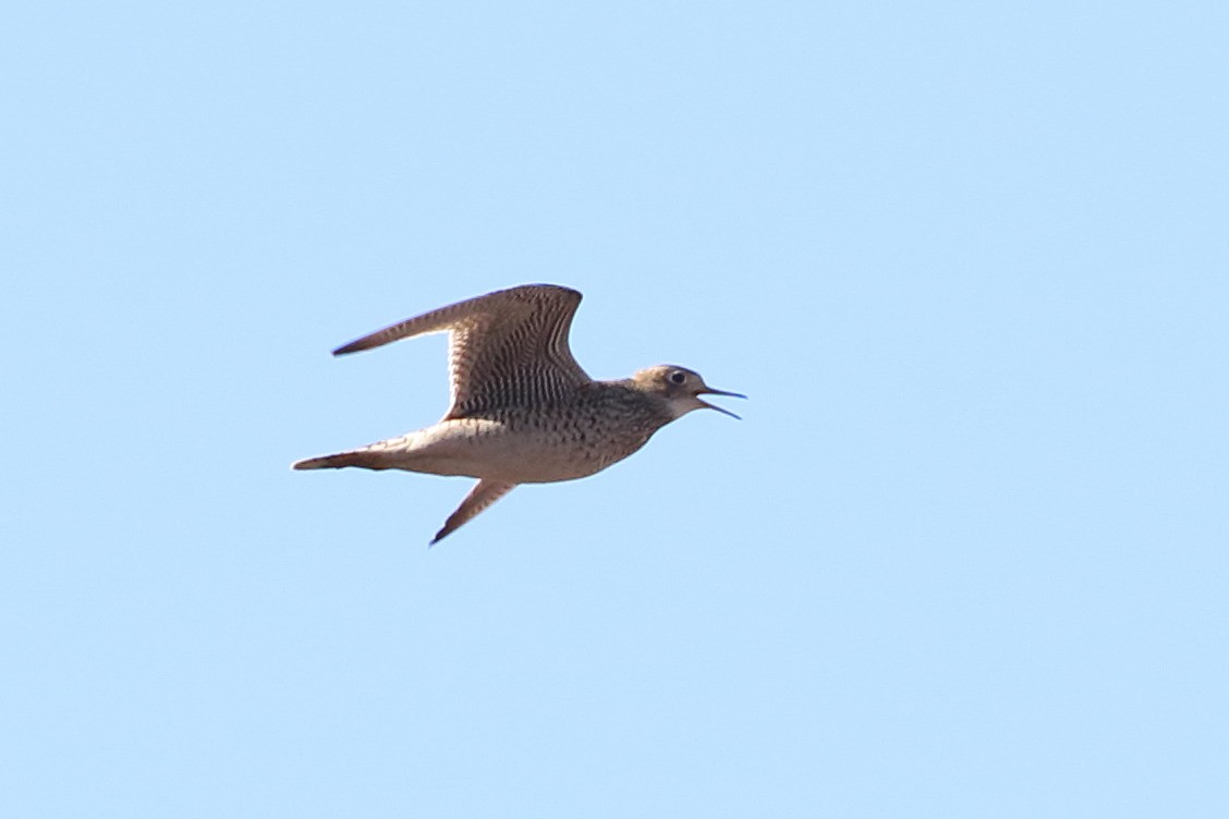 Upland Sandpiper - ML160264241