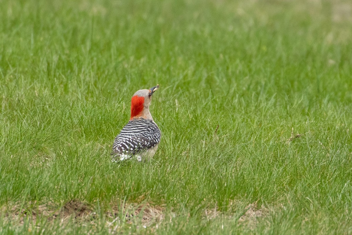 Red-bellied Woodpecker - ML160265491
