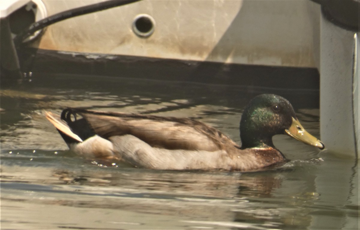 Mallard - ML160267411