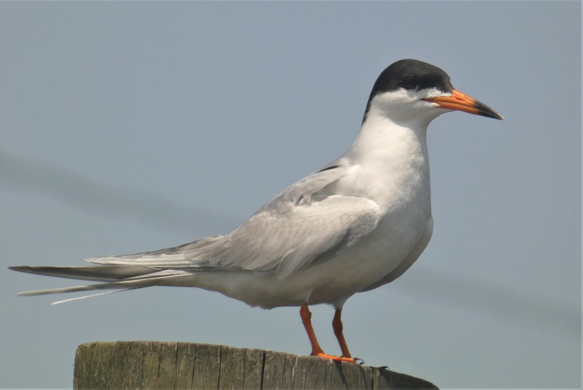 Forster's Tern - ML160268921
