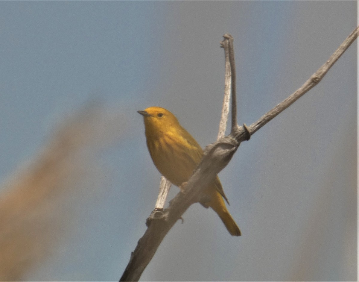 Yellow Warbler - ML160269041