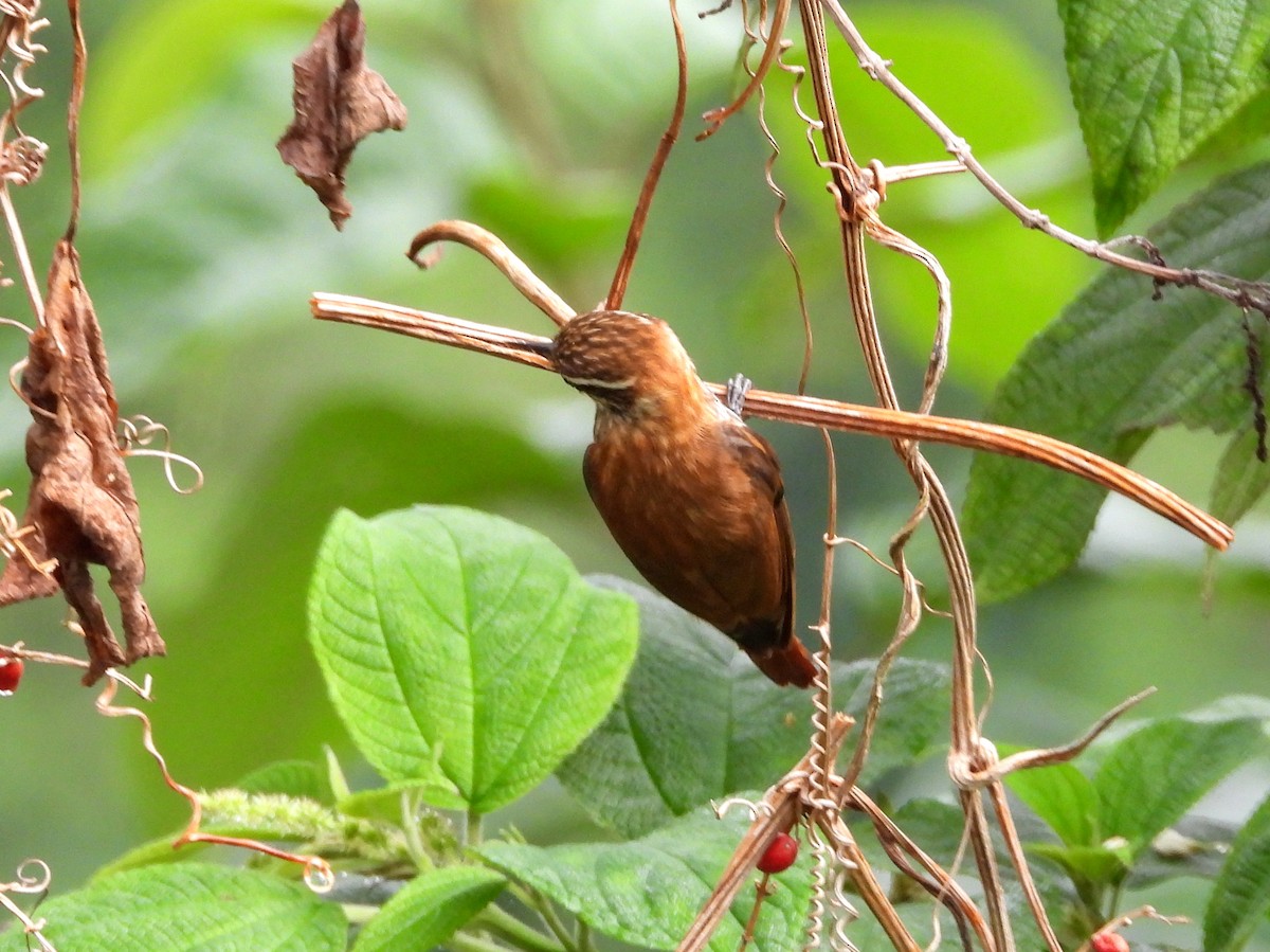 Streaked Xenops - ML160271261