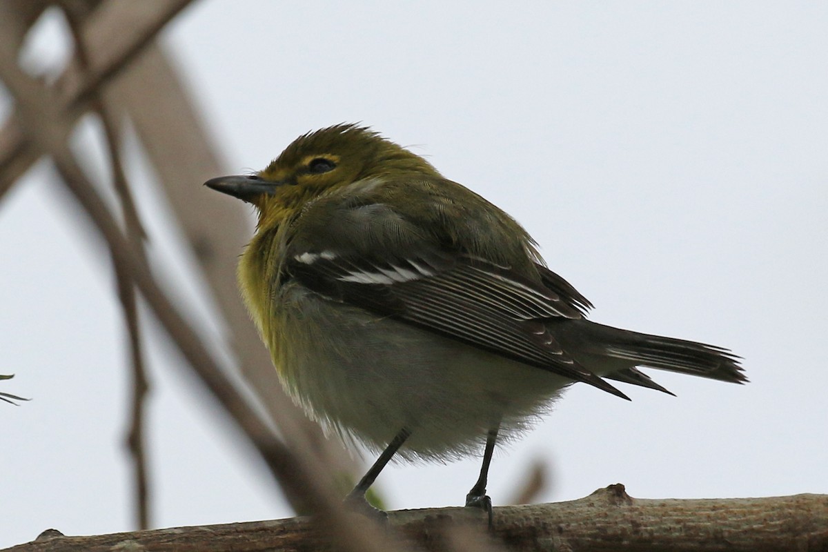 Yellow-throated Vireo - ML160272151