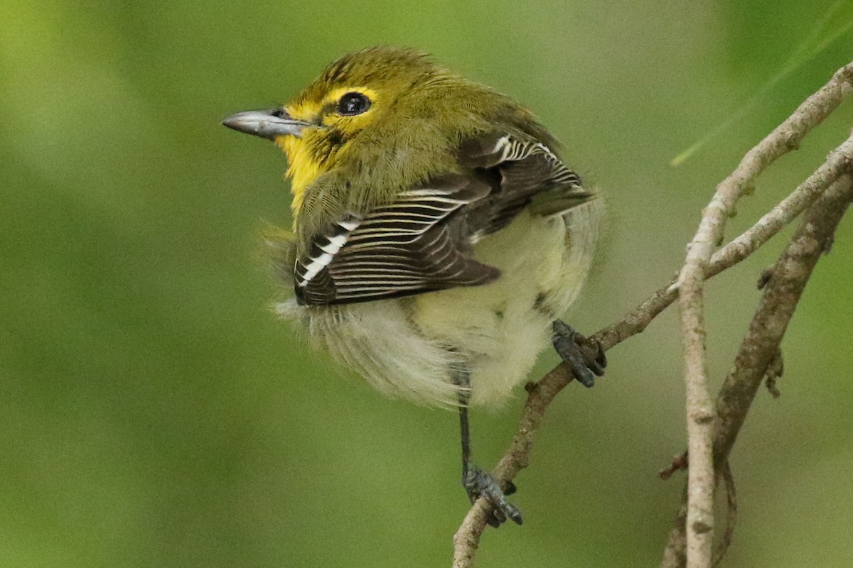 Yellow-throated Vireo - ML160272241