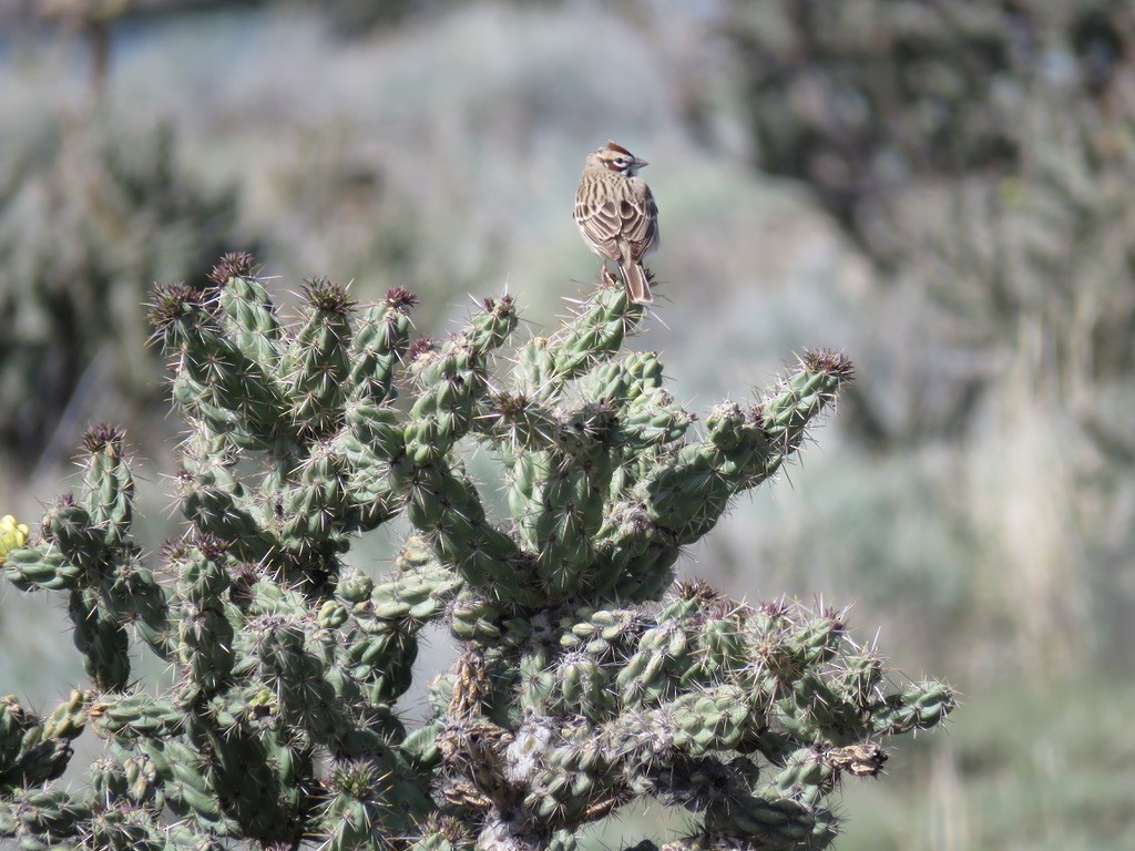 Lark Sparrow - ML160275751