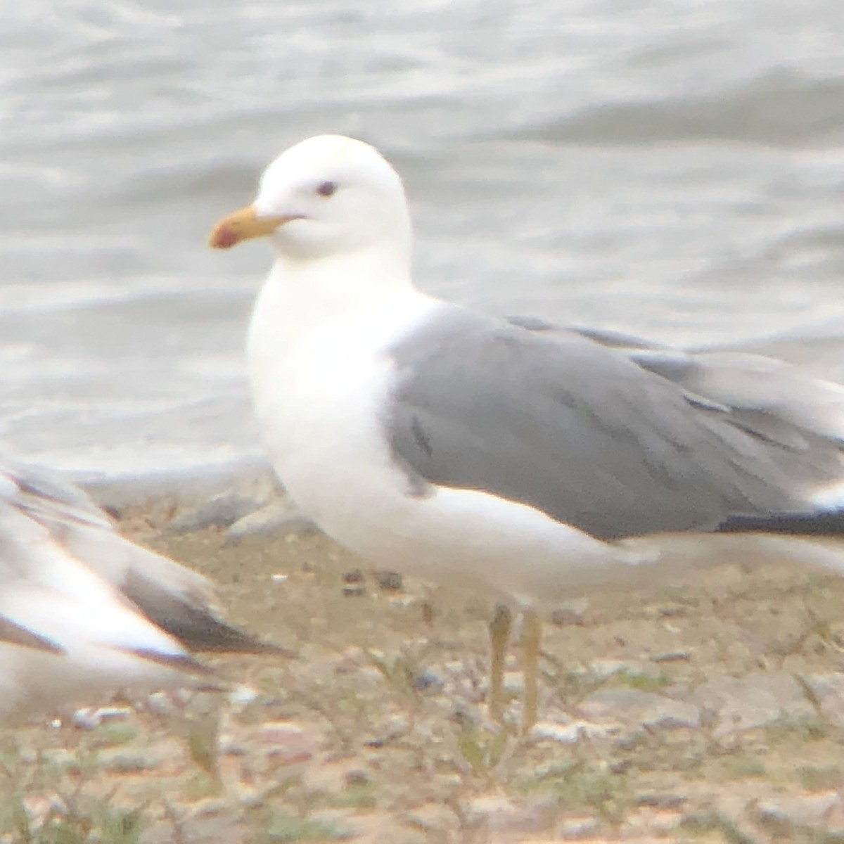 California Gull - Diane Roberts