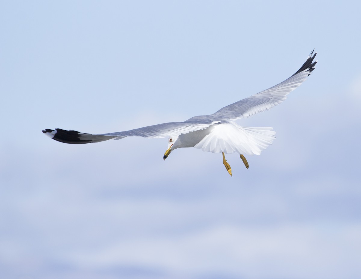 Ring-billed Gull - ML160279071