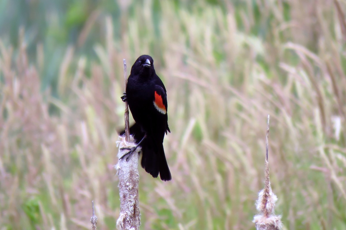 Red-winged Blackbird (Red-winged) - ML160279681