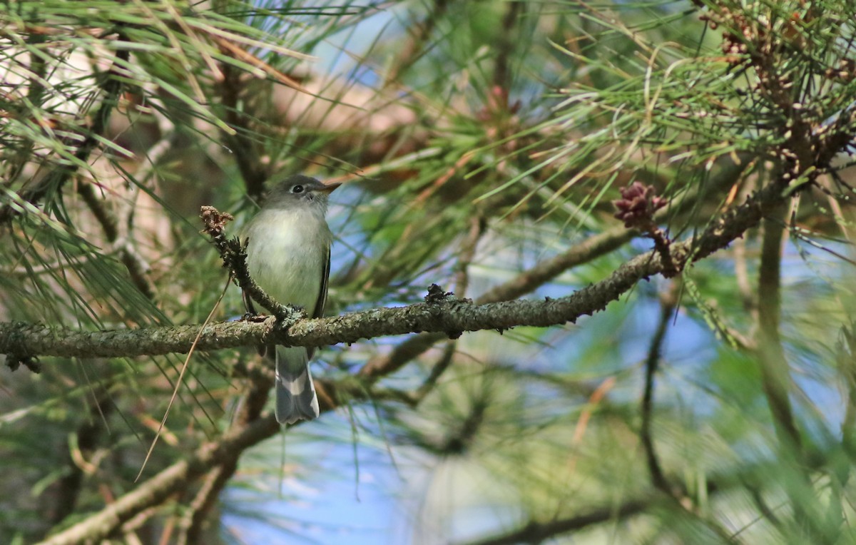 Least Flycatcher - ML160281061