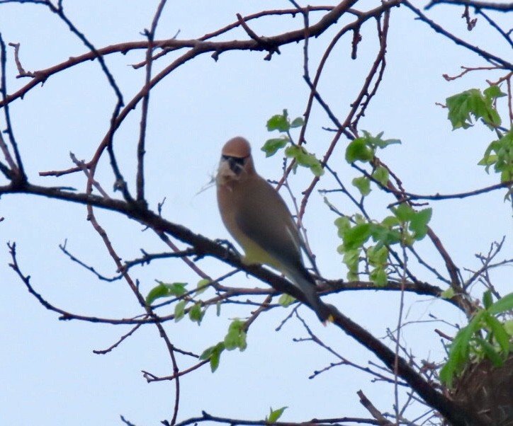 Cedar Waxwing - ML160281641