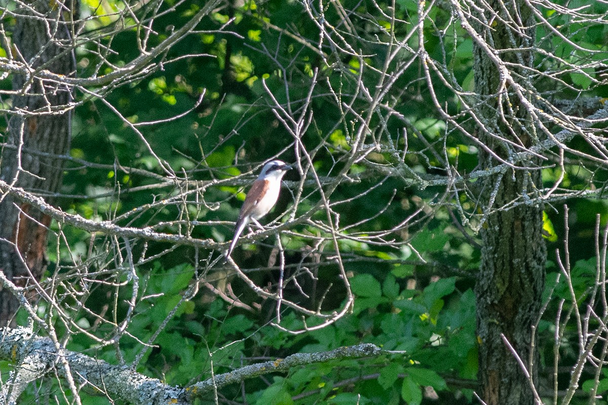 Red-backed Shrike - ML160285001