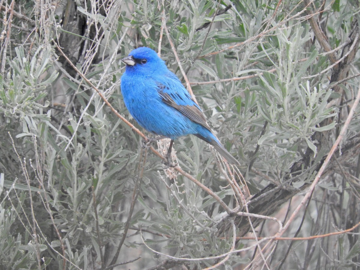 Indigo Bunting - ML160286921