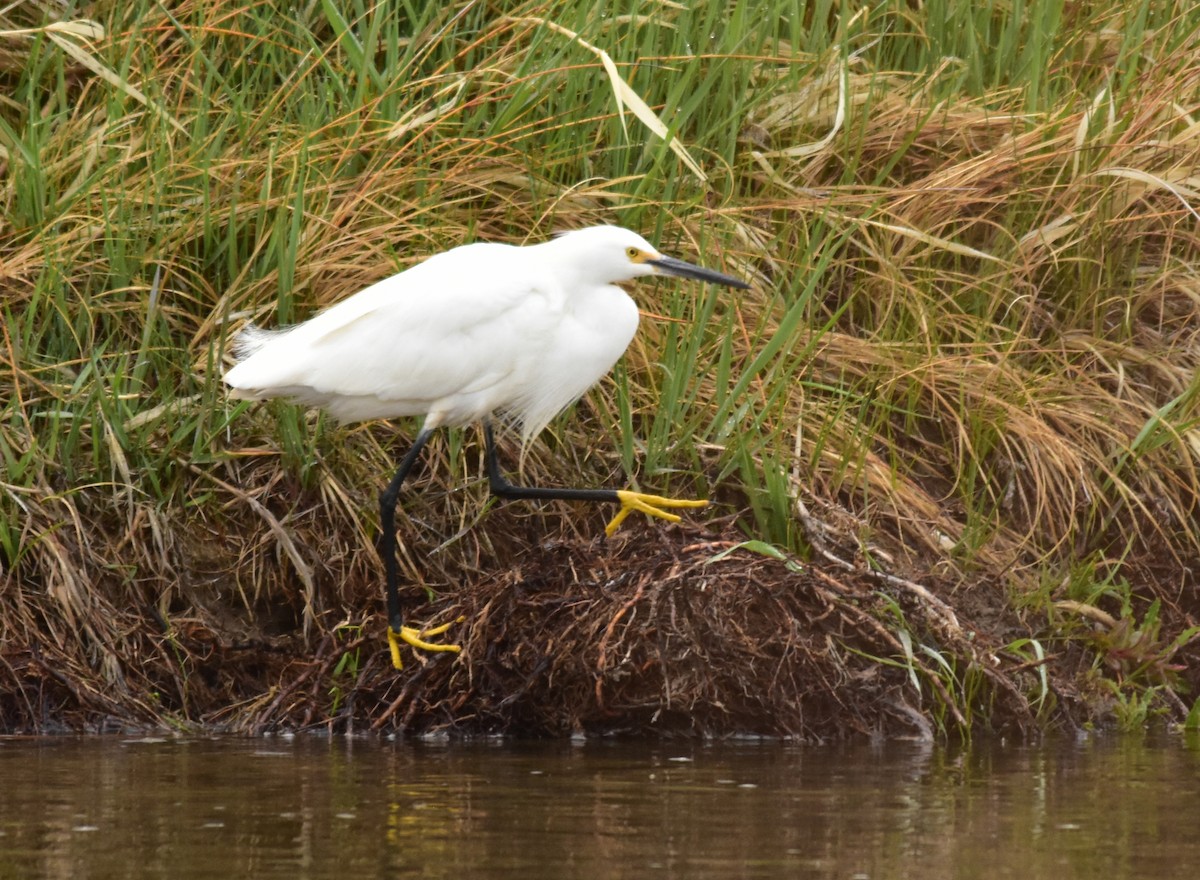 Snowy Egret - ML160288431