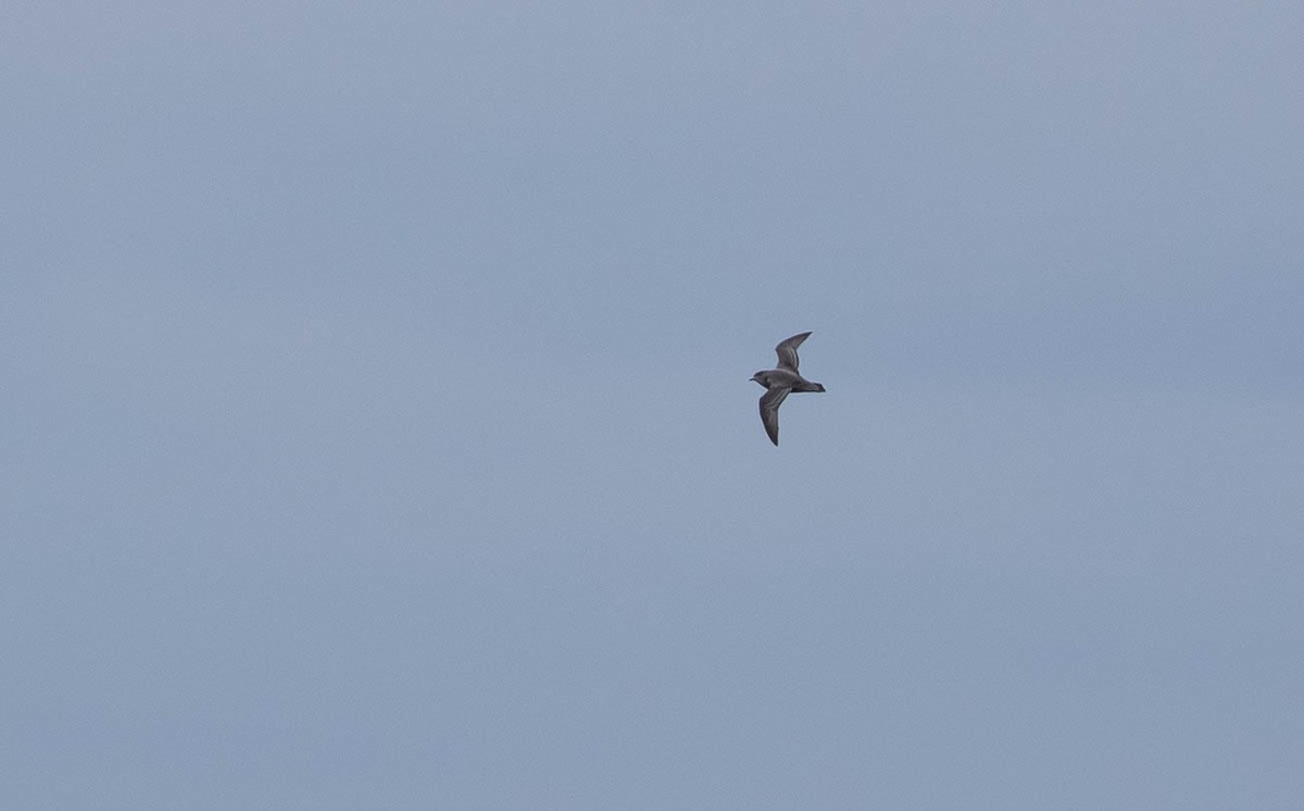 Kerguelen Petrel - ML160288911