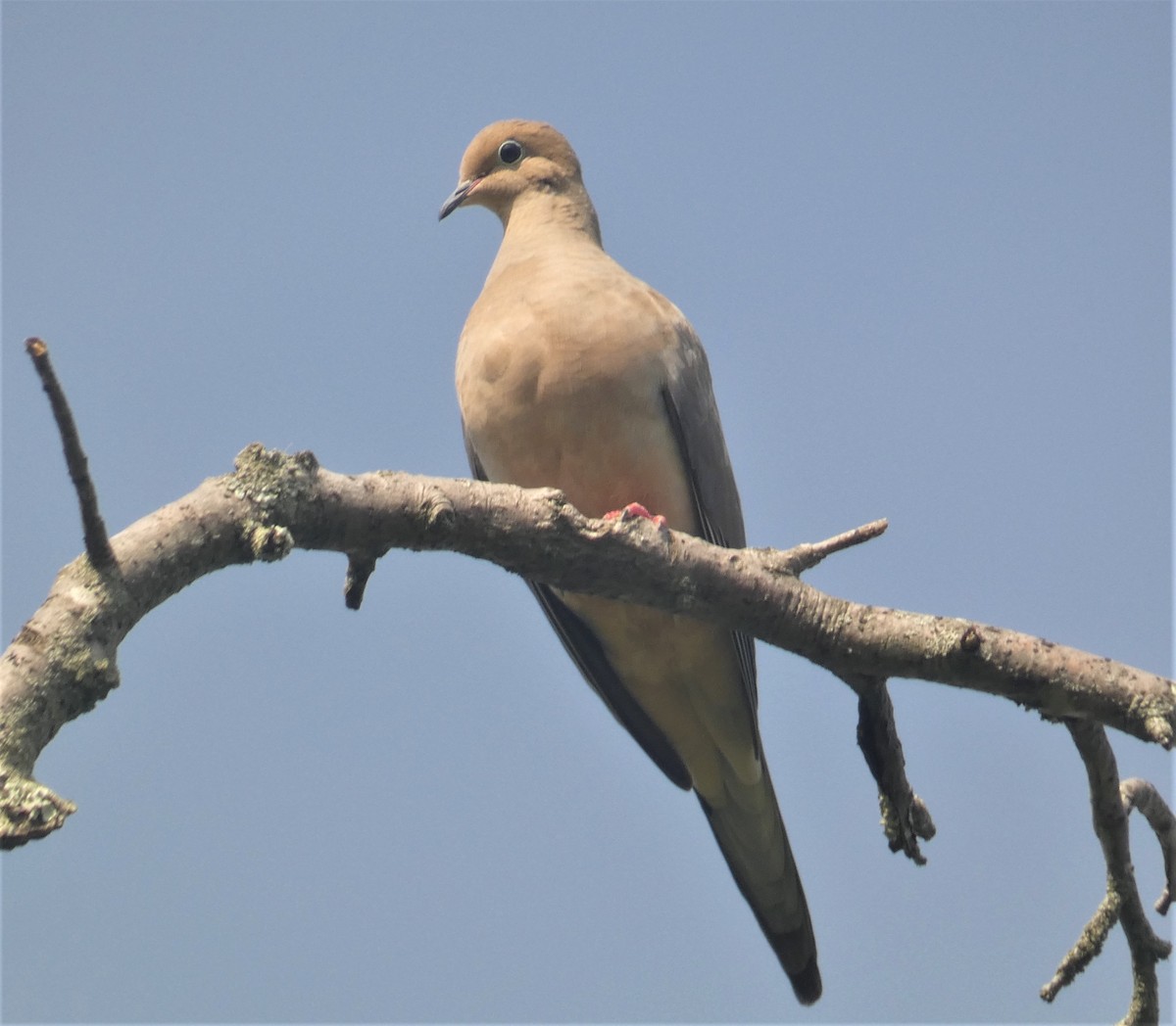 Mourning Dove - ML160289181