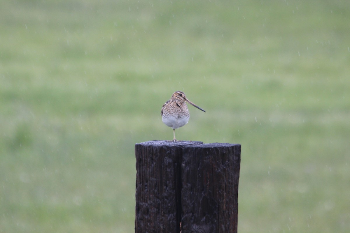 Wilson's Snipe - ML160293051