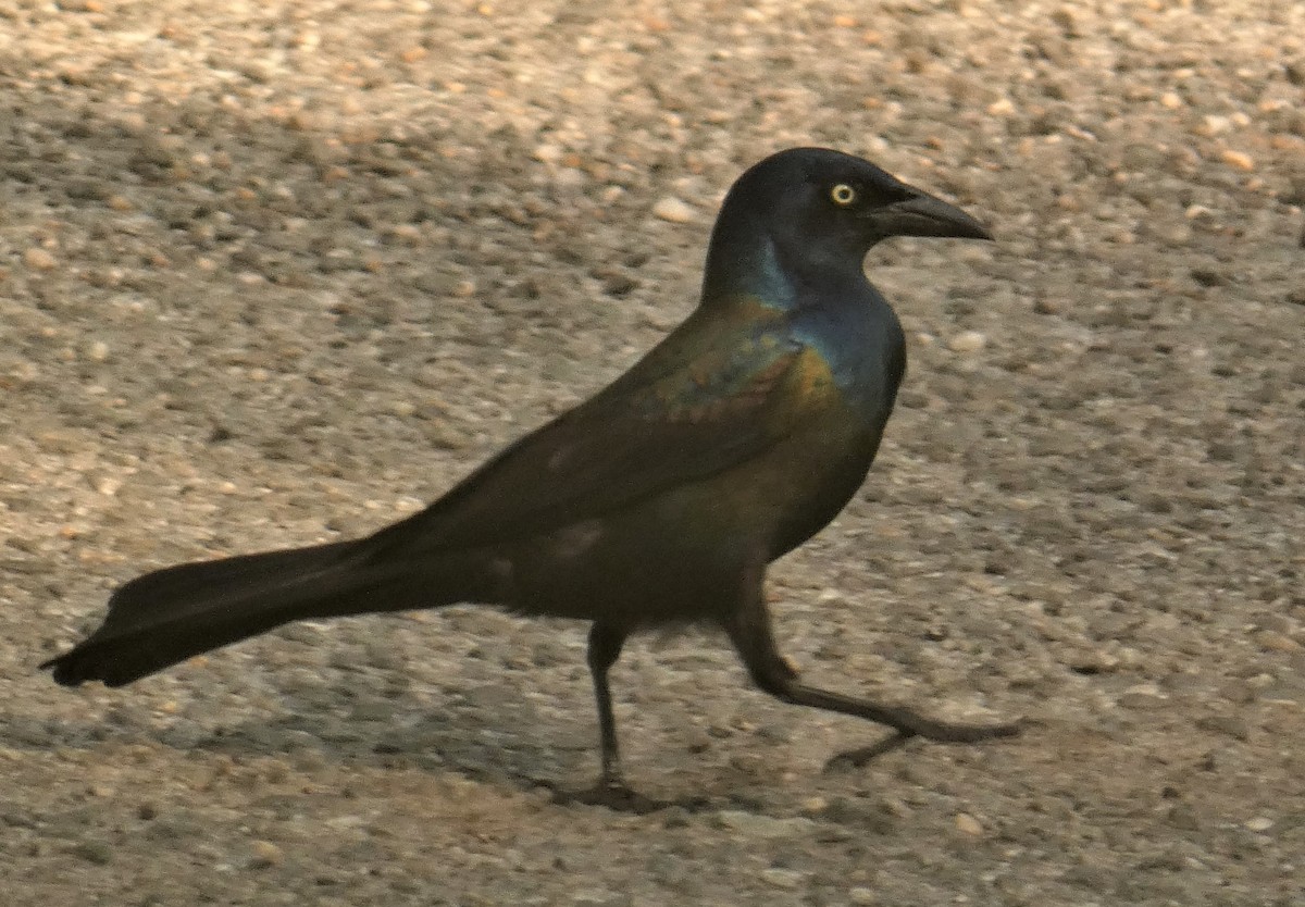 Common Grackle - ML160293741