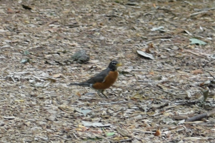 American Robin - ML160294821