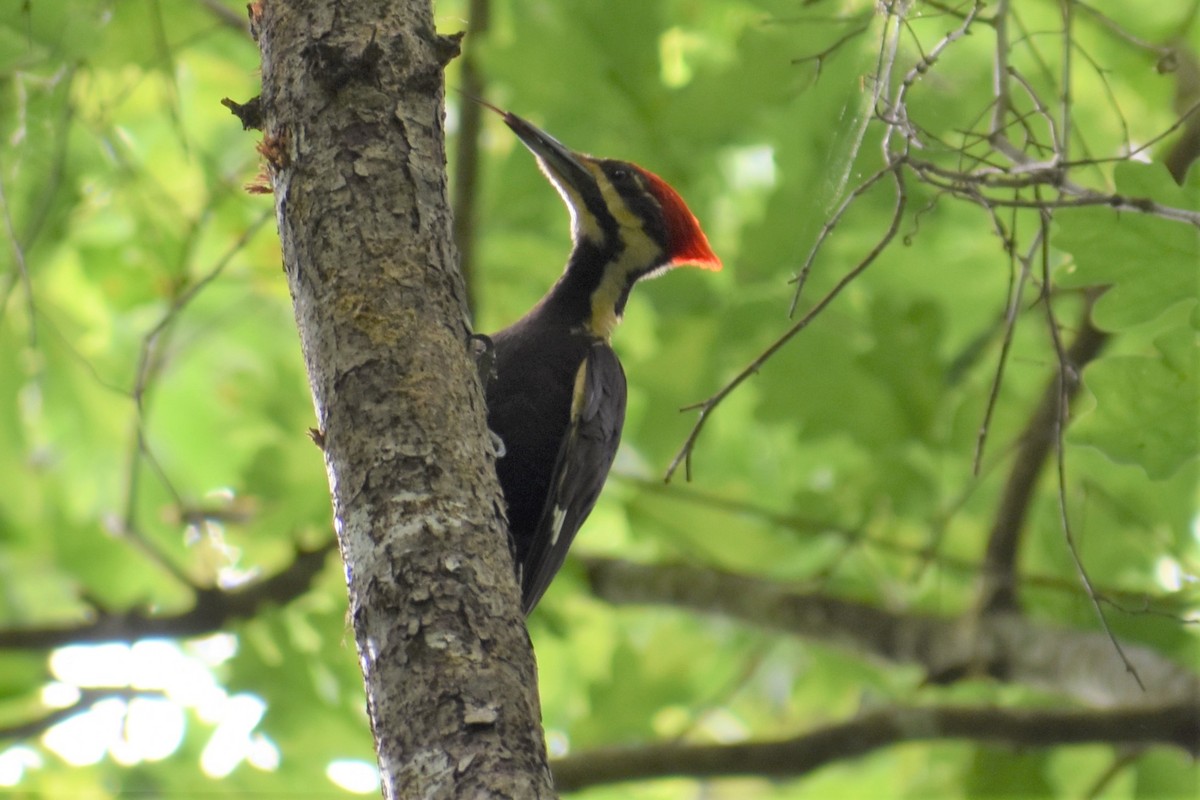 Pileated Woodpecker - ML160294901
