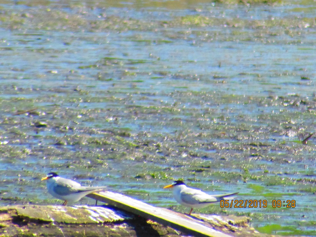 Least Tern - ML160296271