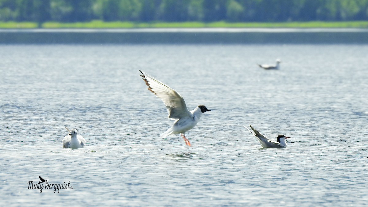 Common Tern - ML160298741