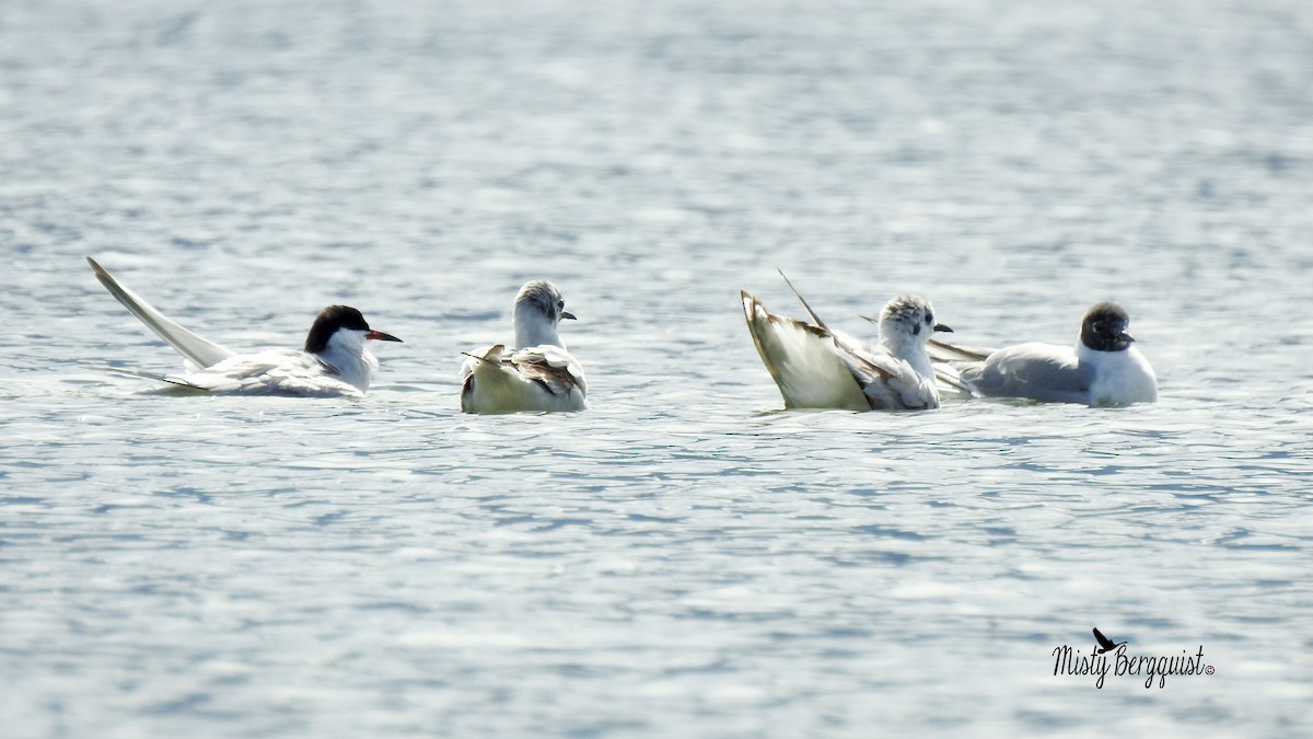 Common Tern - ML160298751